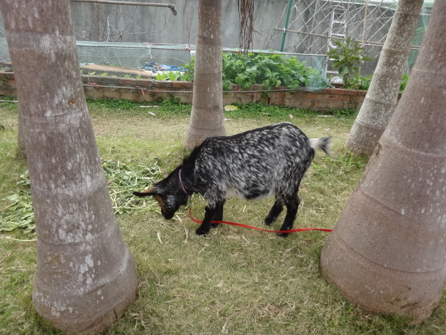 參觀西貢園藝農場 - Photo - 9
