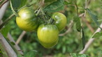 Visit to Organic Farm in Ha Pak Nai - Photo - 9