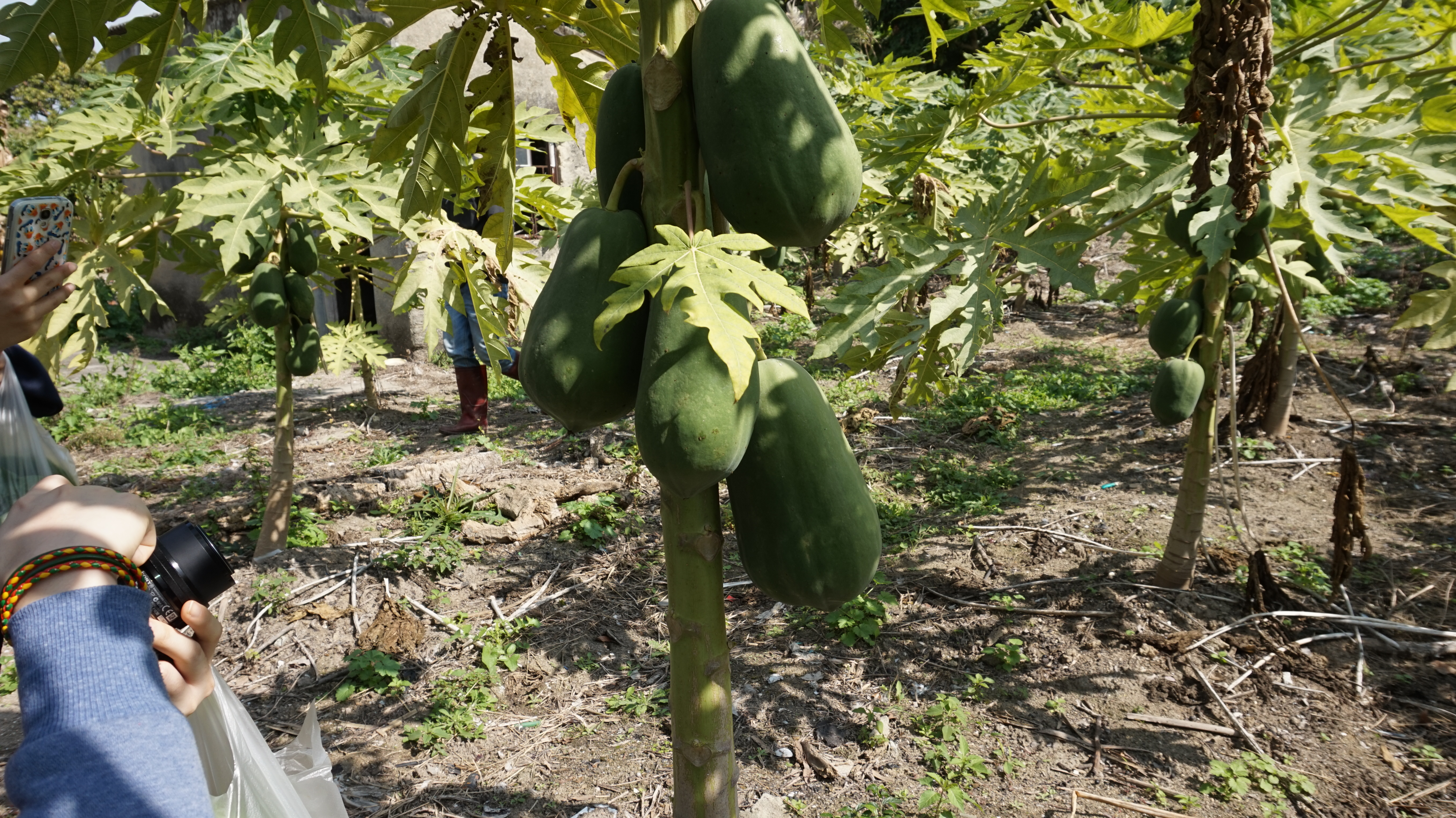Visit to Organic Farm in Ha Pak Nai - Photo - 27