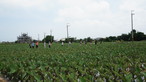 Study Tour: 6 Days Exploration of Taiwanese Food - Photo - 17