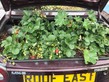 UK Food and Nutrition Study Tour 2017 - Photo - 21