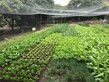 Visit to Luk Yau Yau Organic Farming - Photo - 25