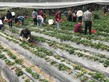 Visit to Luk Yau Yau Organic Farming - Photo - 27